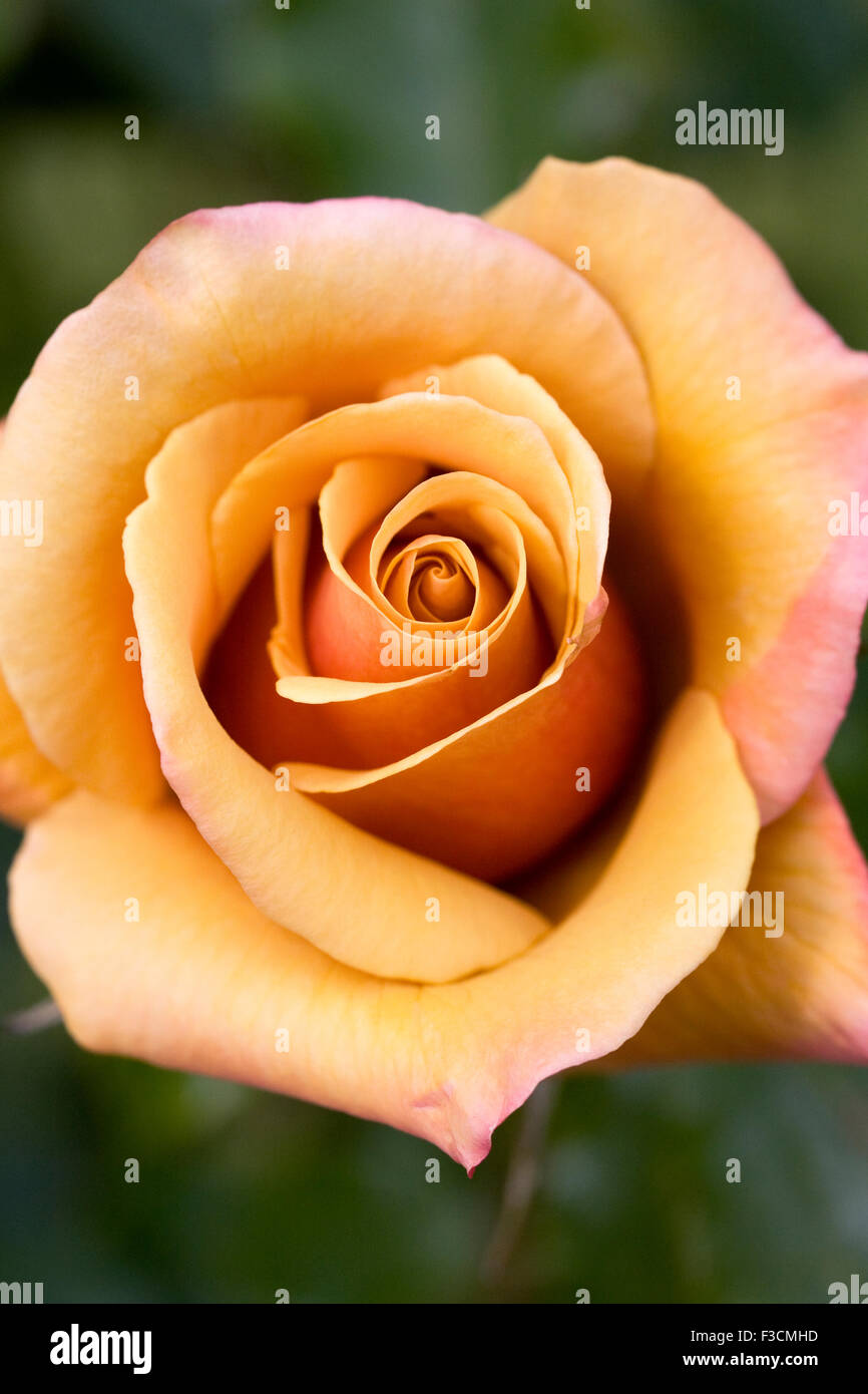 Rosa Belle Epoque Fryyaboo In The Garden Stock Photo Alamy