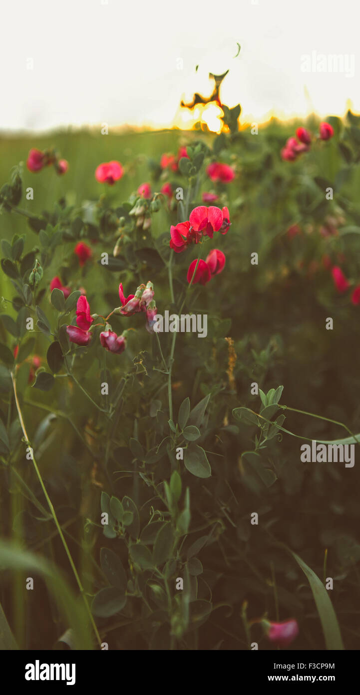 Red Poppy is isolated on a green background Stock Photo - Alamy