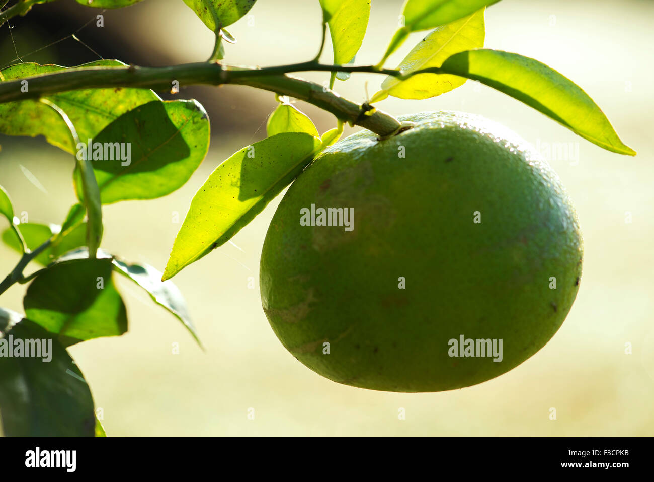 Lime growing on tree Stock Photo