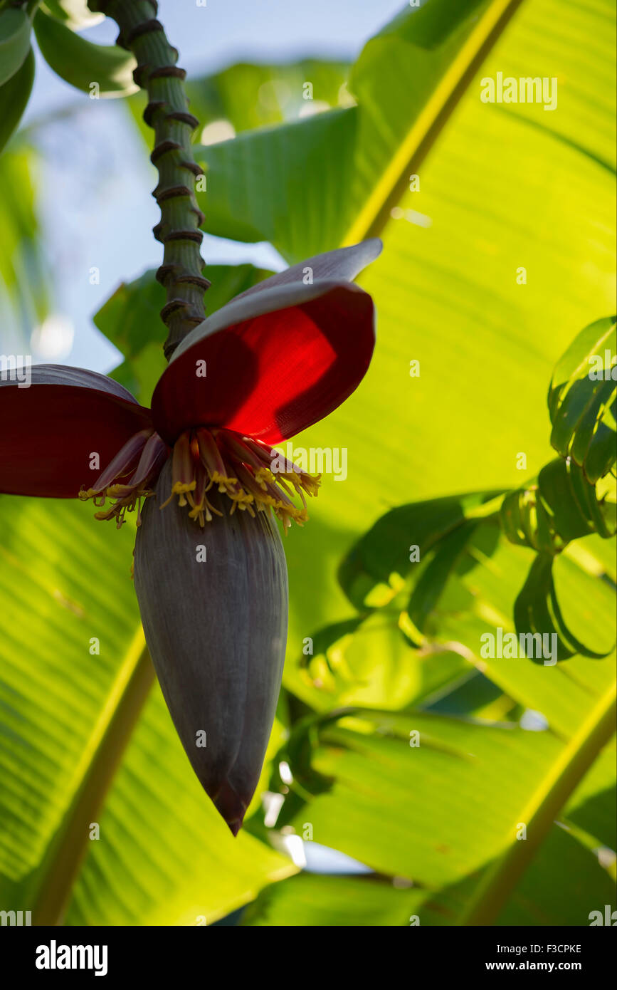 Banana flower Stock Photo
