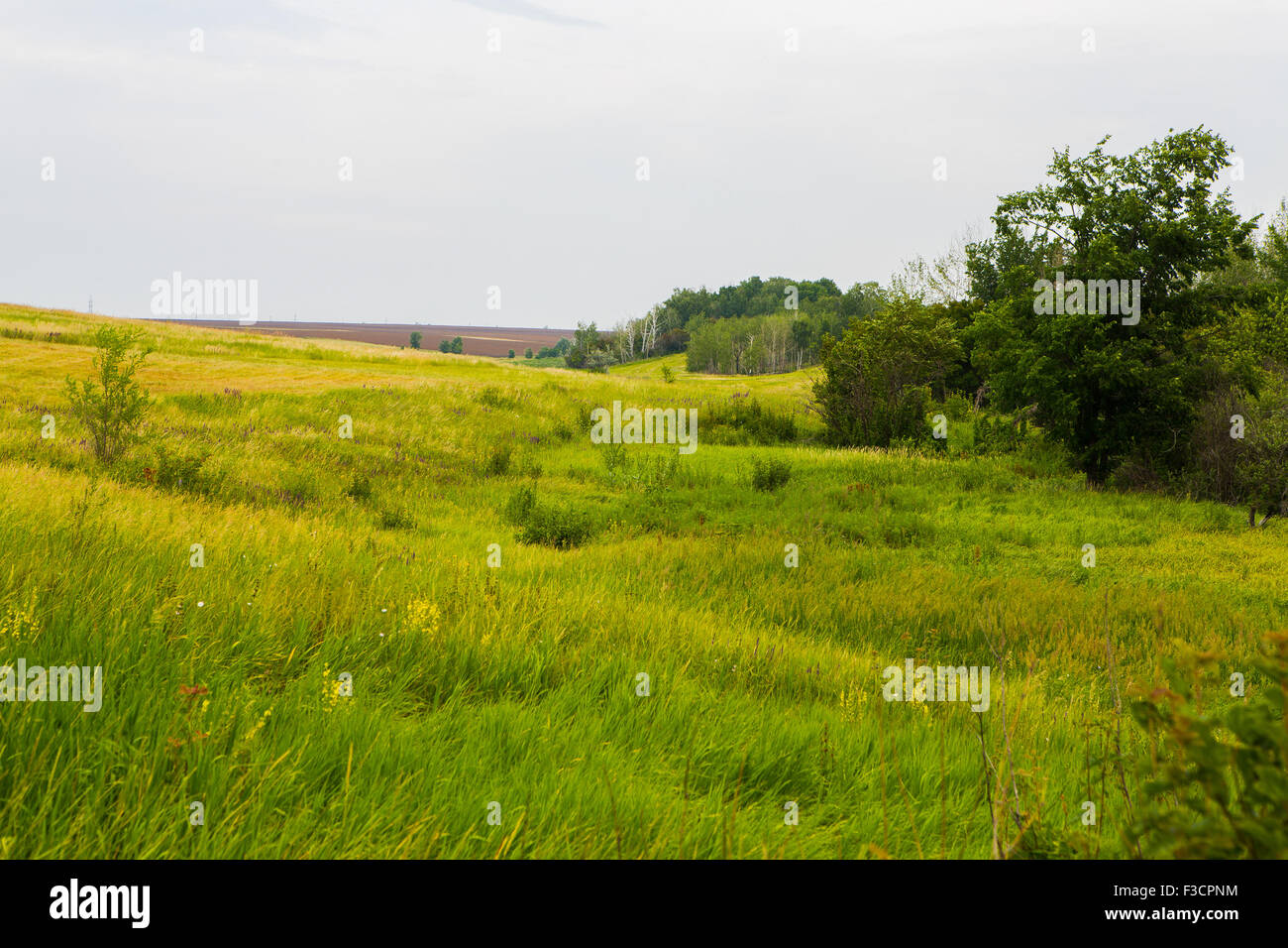 field of spring grass and forest Stock Photo - Alamy