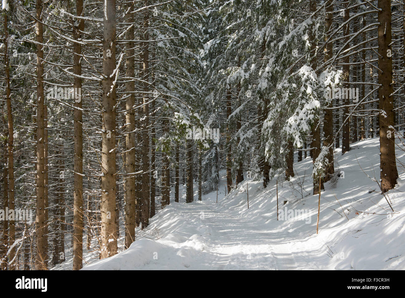 Österreich, Niederösterreich, Lackenhof am Ötscher, Waldweg im Winter Stock Photo