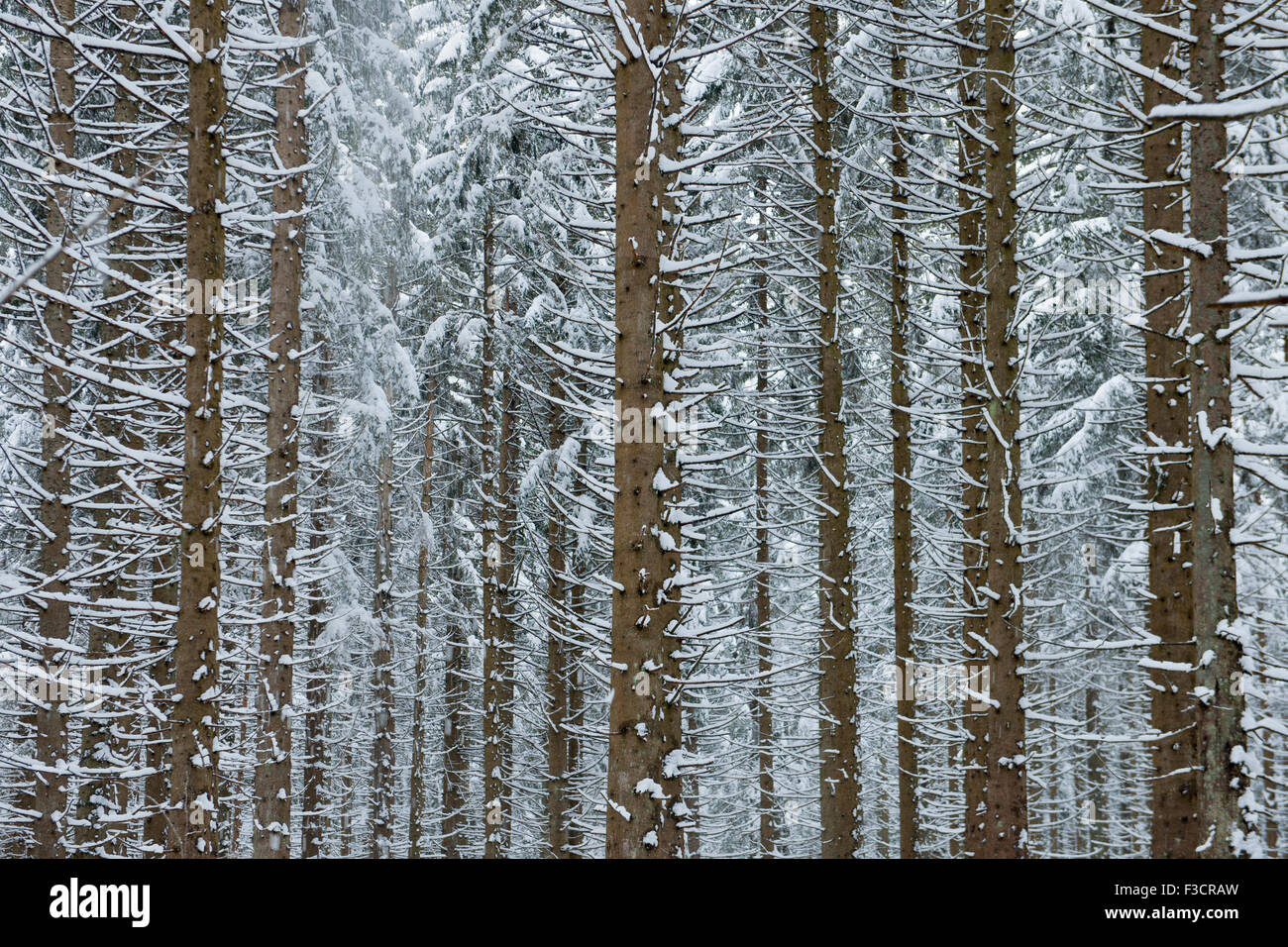 Österreich, Niederösterreich, Lackenhof am Ötscher, Bäume im Schnee Stock Photo