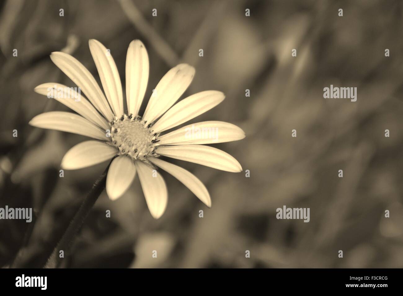 Black & White image of a daisy. Stock Photo