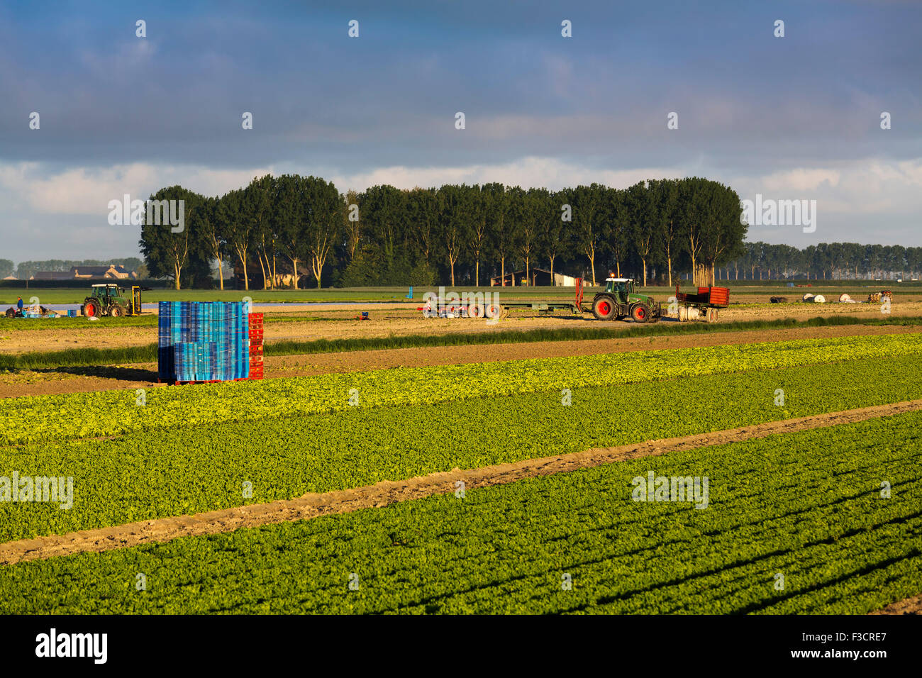 Agriculture cultivation fields Pontorson Avranches Lower Normandy Manche France Europe Stock Photo