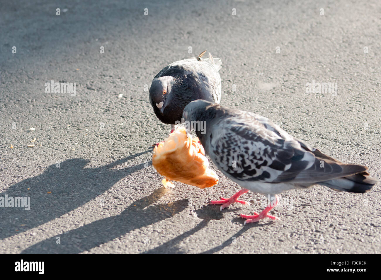 Two Feral Pigeons (Columba livia) eating a Croissant on concrete. Stock Photo
