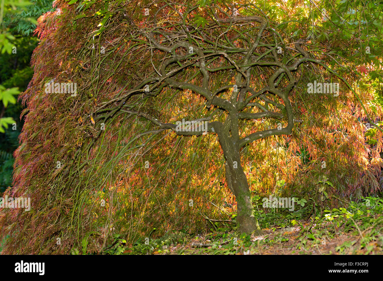 Backlit mounded shape of the small Japanese maple, Acer palmatum dissectum 'Atropurpureum', showing twisted branching. Stock Photo