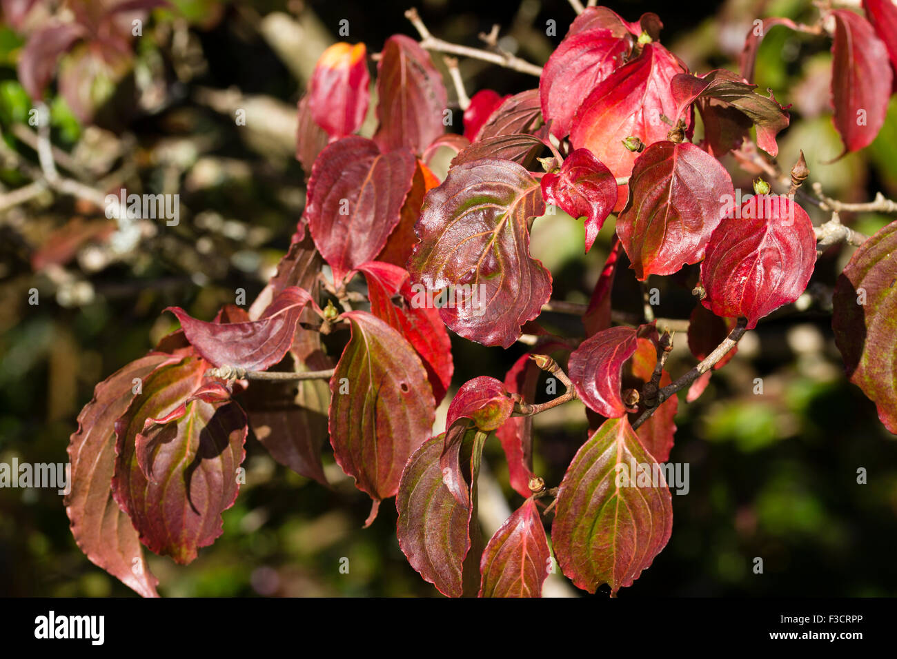 Autumn colour in the deciduous foliage of the flowering dogwood, Cornus kousa 'Miss Satomi' Stock Photo