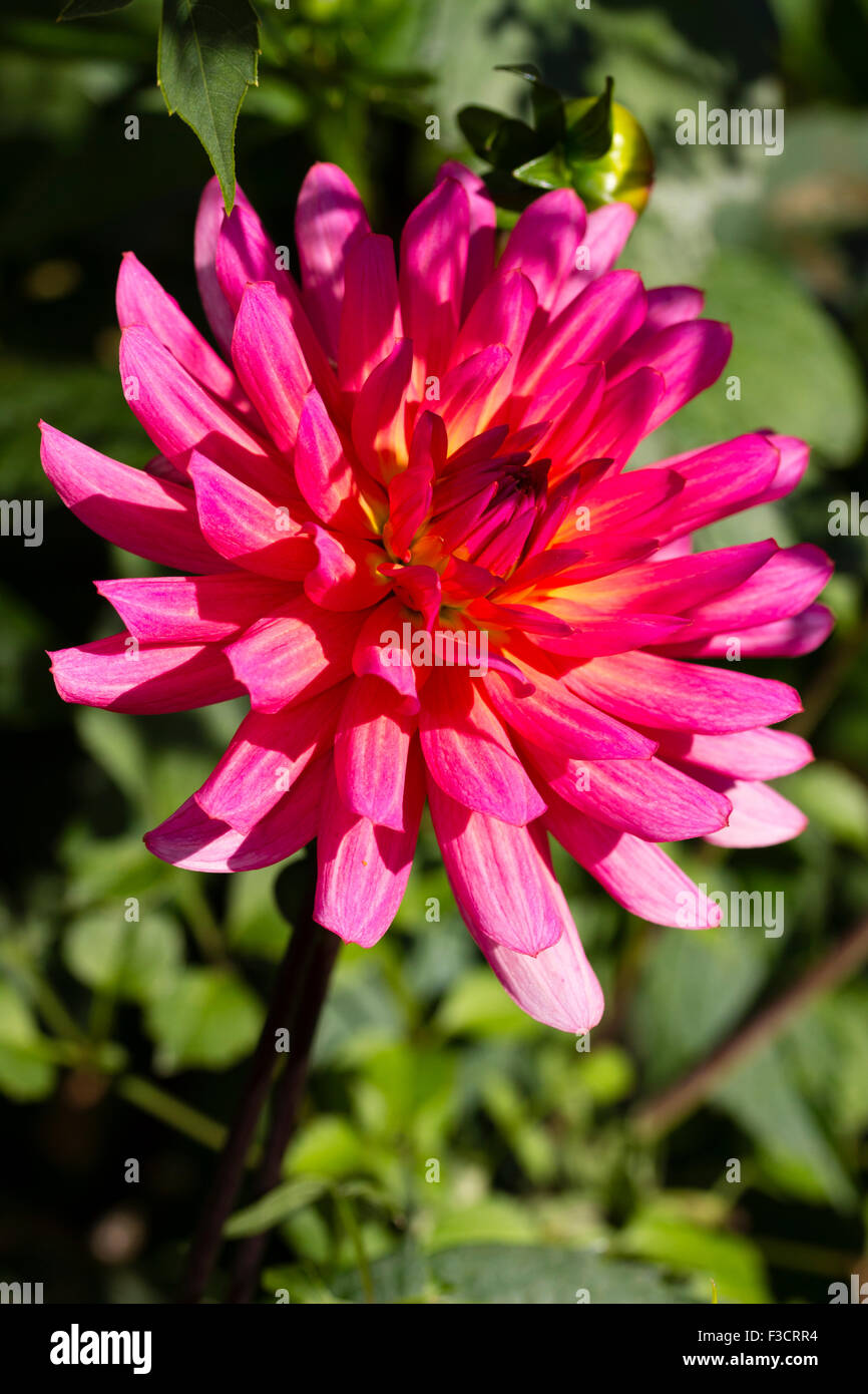 Flower of the tall growing Dahlia 'Karma Fuchsiana' Stock Photo
