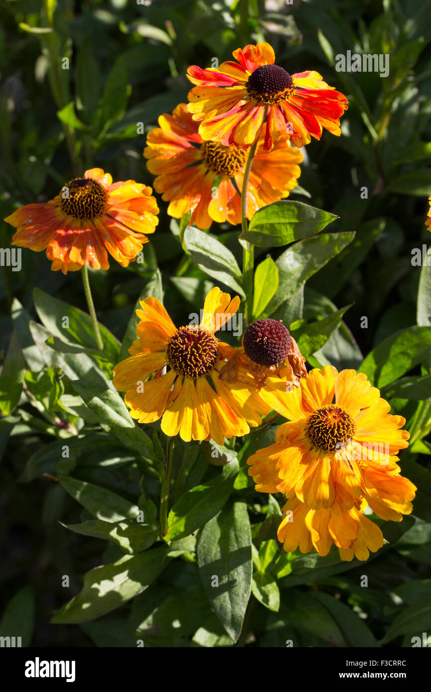 Early October blooms of the Autumnal sneezeweed, Helenium 'Sahin's Early Flowerer ' Stock Photo