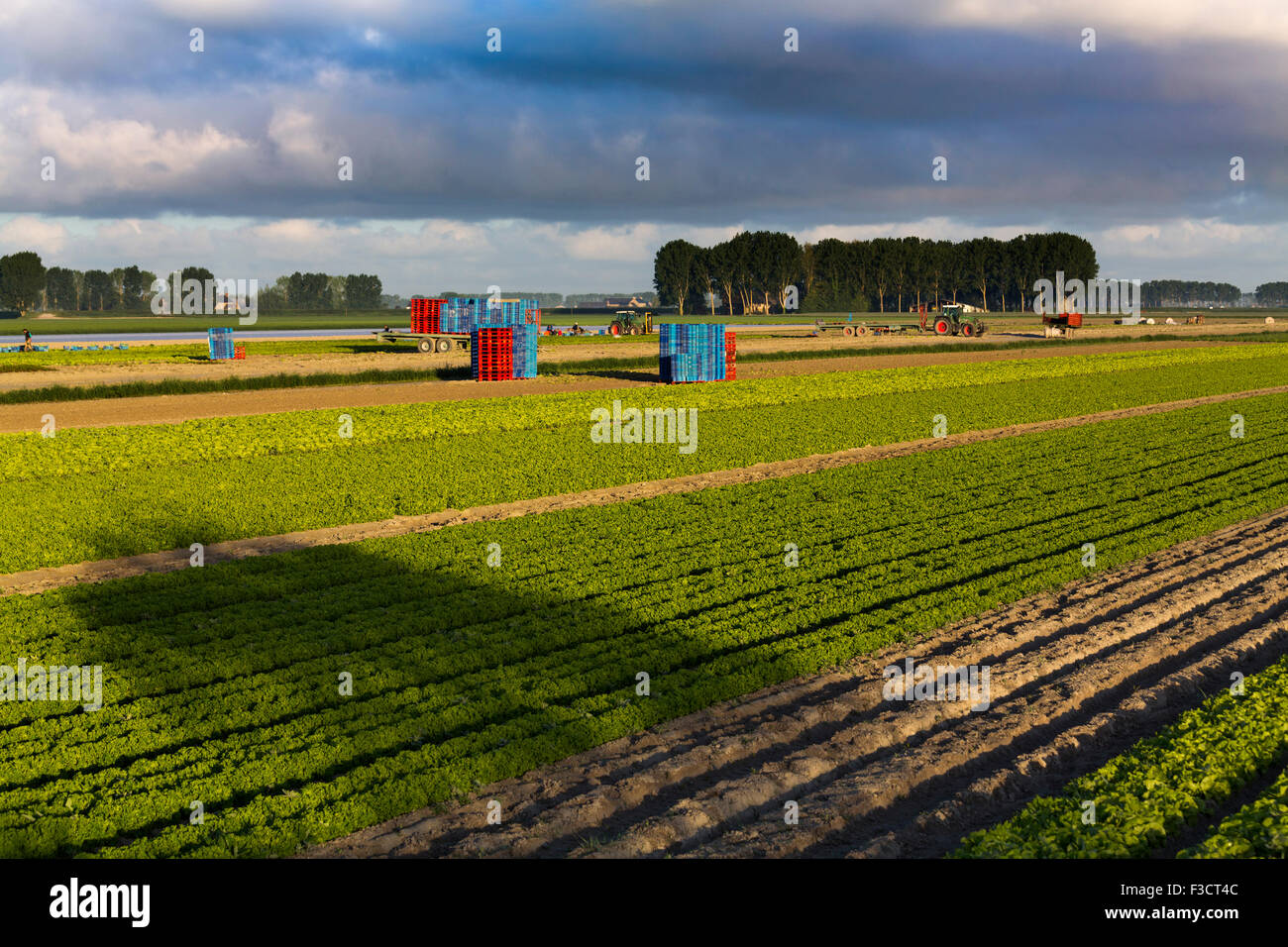 Agriculture cultivation fields Pontorson Avranches Lower Normandy Manche France Europe Stock Photo
