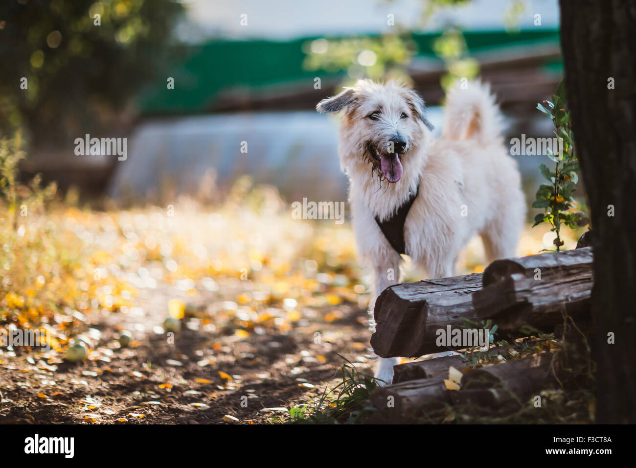 Running dog in a green meadow outdoor Stock Photo - Alamy