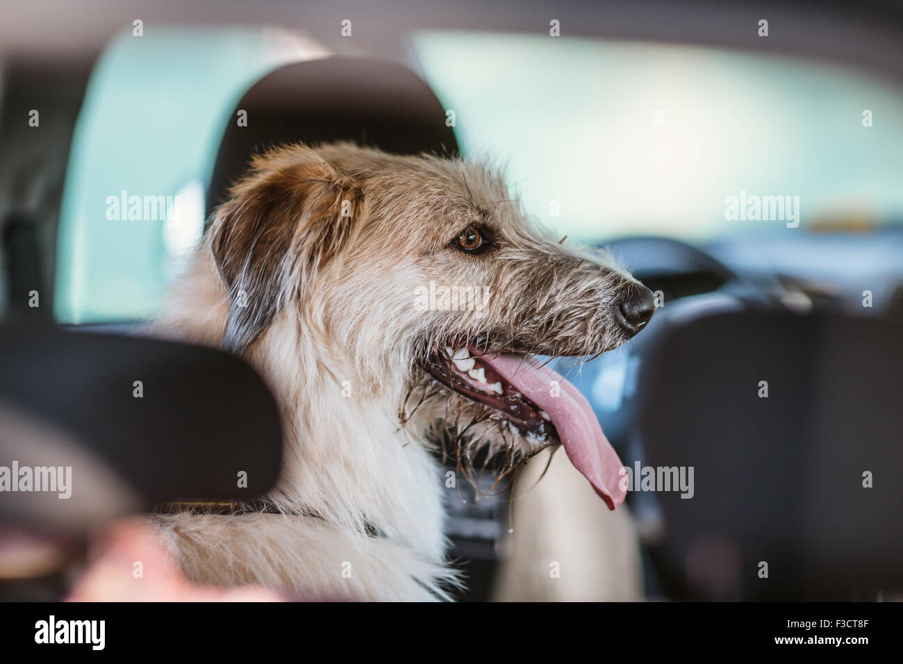 Happy dog traveling in the car boot Stock Photo Alamy