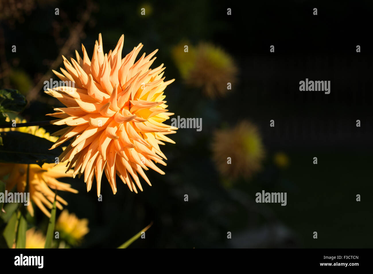 Dahlia in Sunlight Stock Photo Alamy