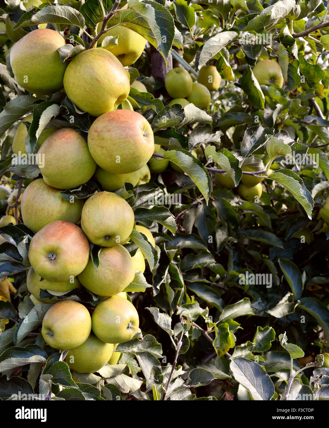 Bough full of green apples hangs ready to be picked from the tree Stock Photo