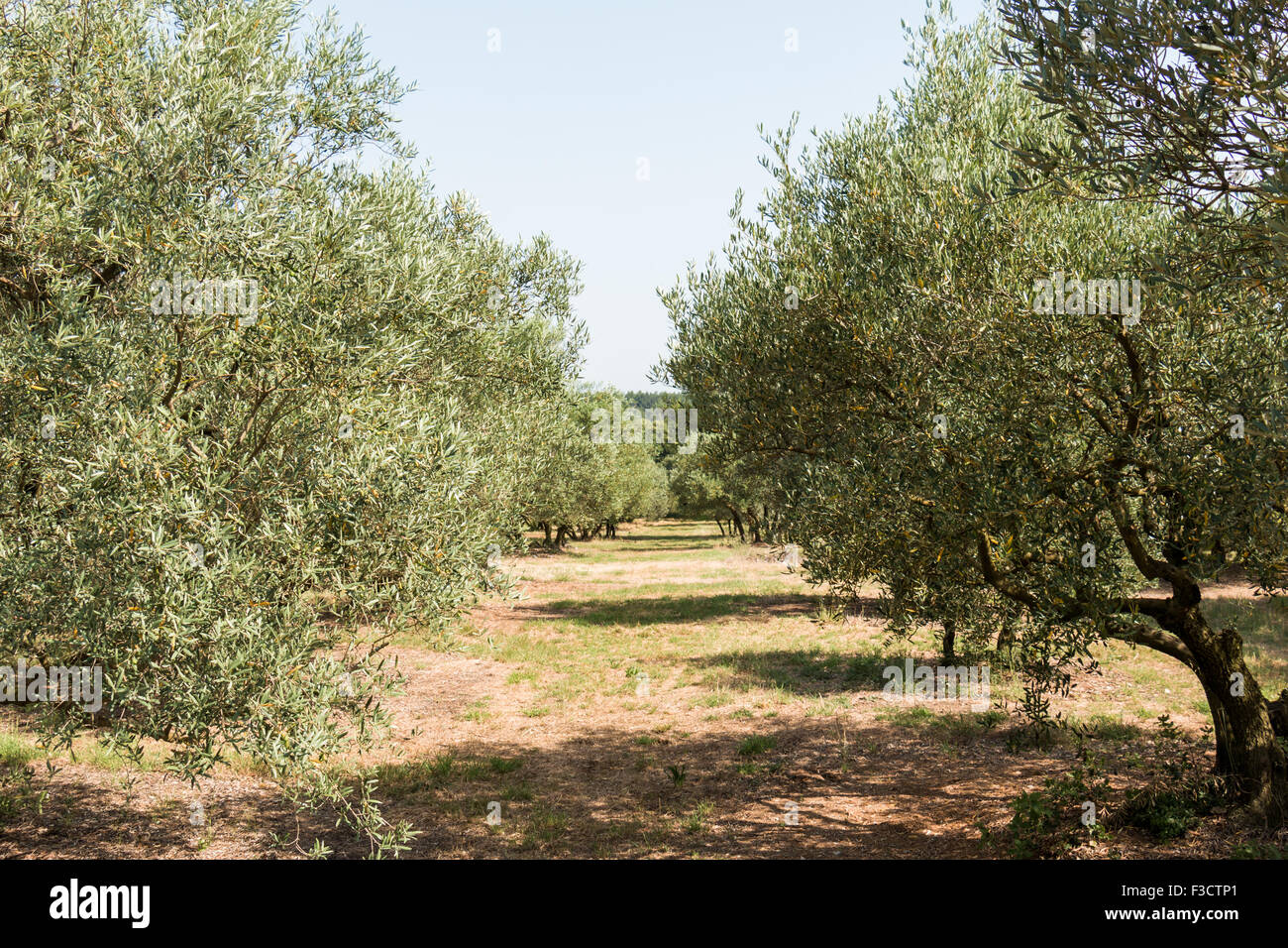 Olive grove, group of olive trees in sunny southern Europe - road Stock Photo