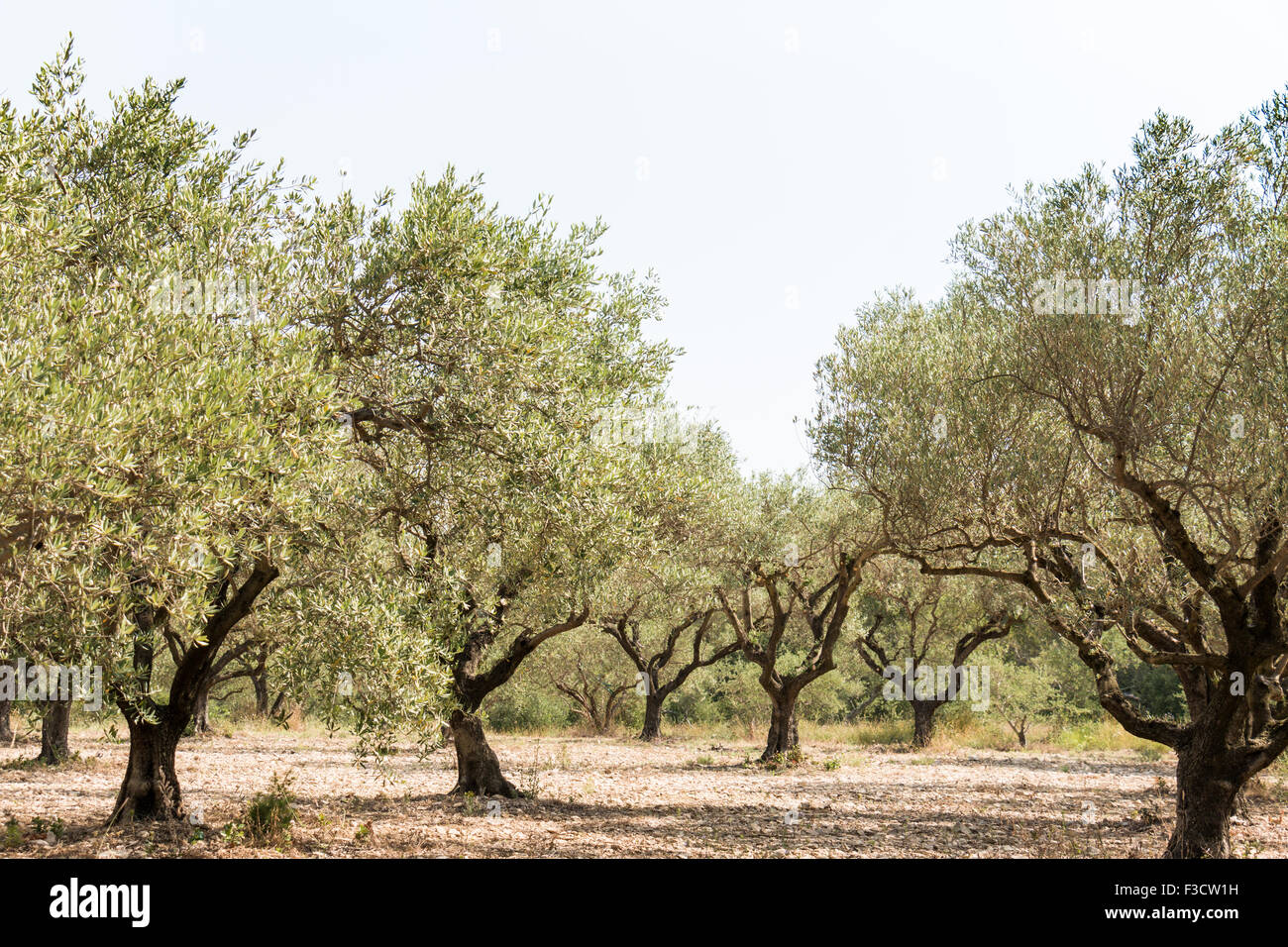 Olive grove, group of olive trees in sunny southern Europe - general Stock Photo
