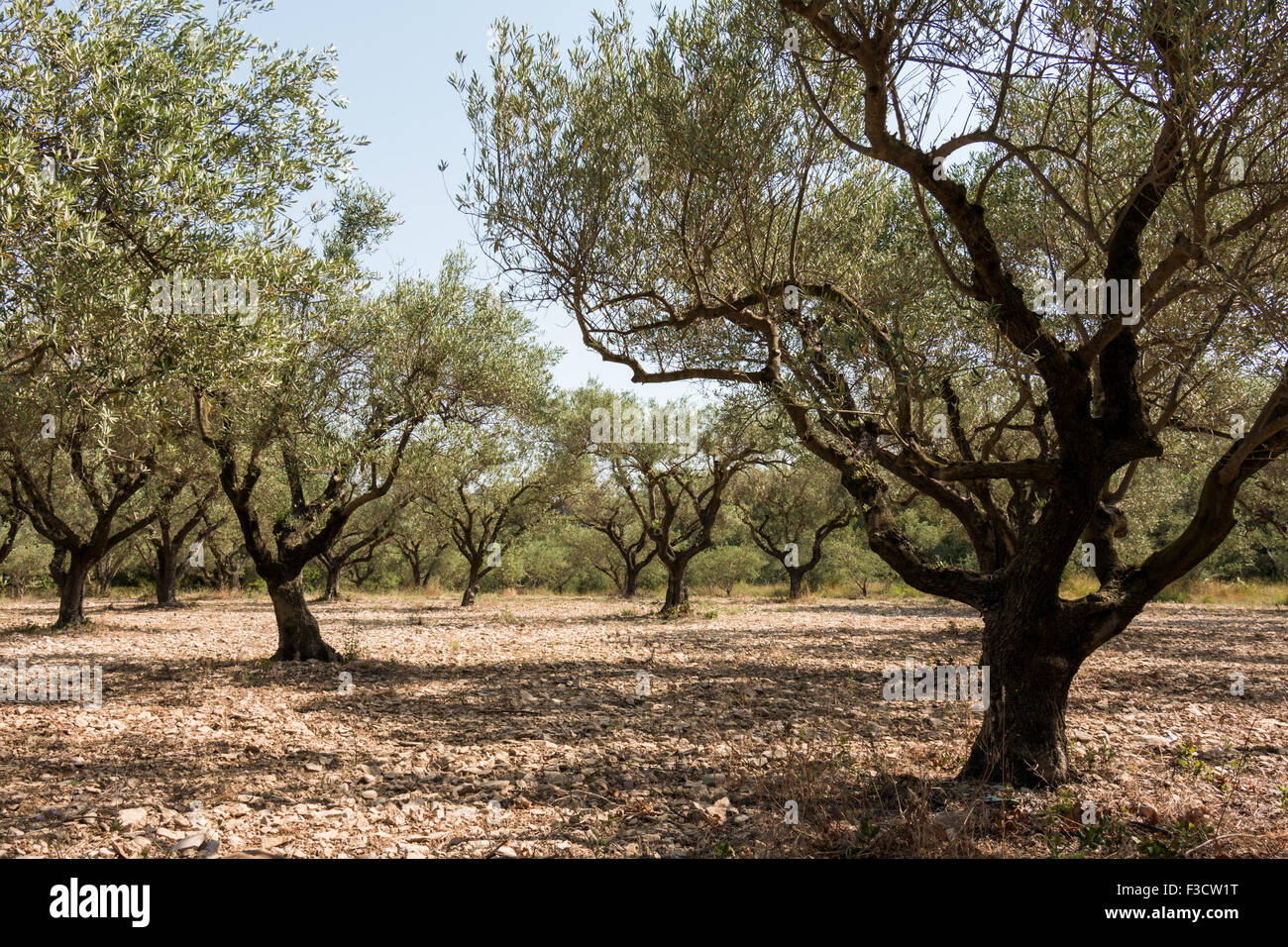 Olive grove, group of olive trees in sunny southern Europe - rightfocus Stock Photo