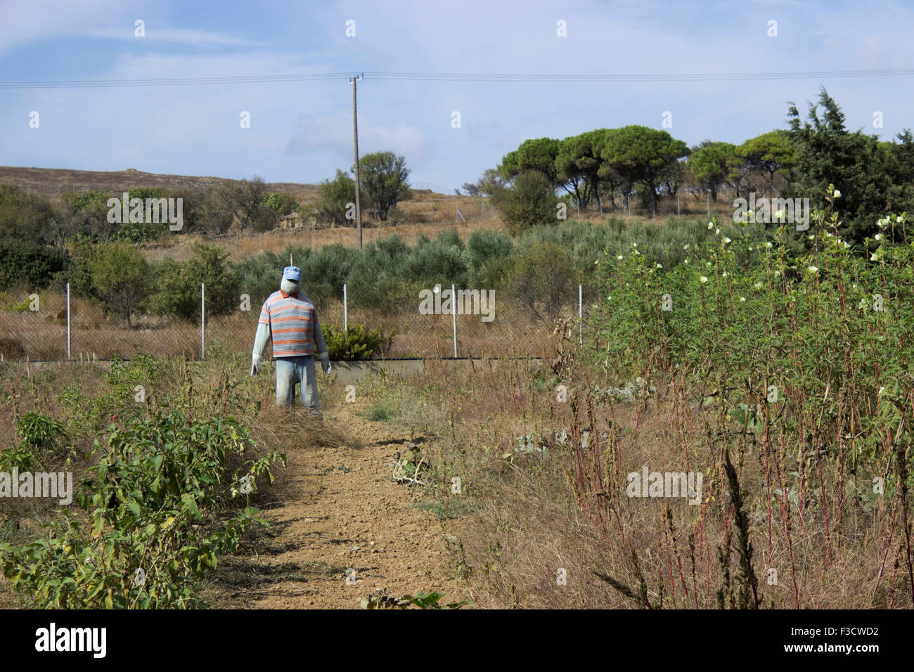 Horizontal shot of a bugaloo standing between crops in a Greek farmer's melon patch. Lemnos island, Greece Stock Photo