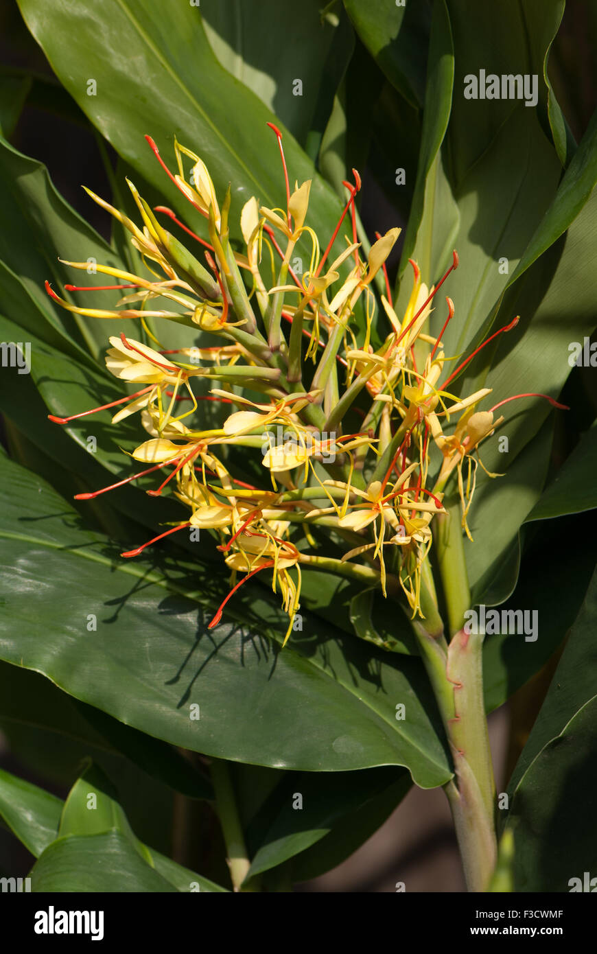 Hedychium gardnerianum, Kahili Ginger, ginger lily Stock Photo