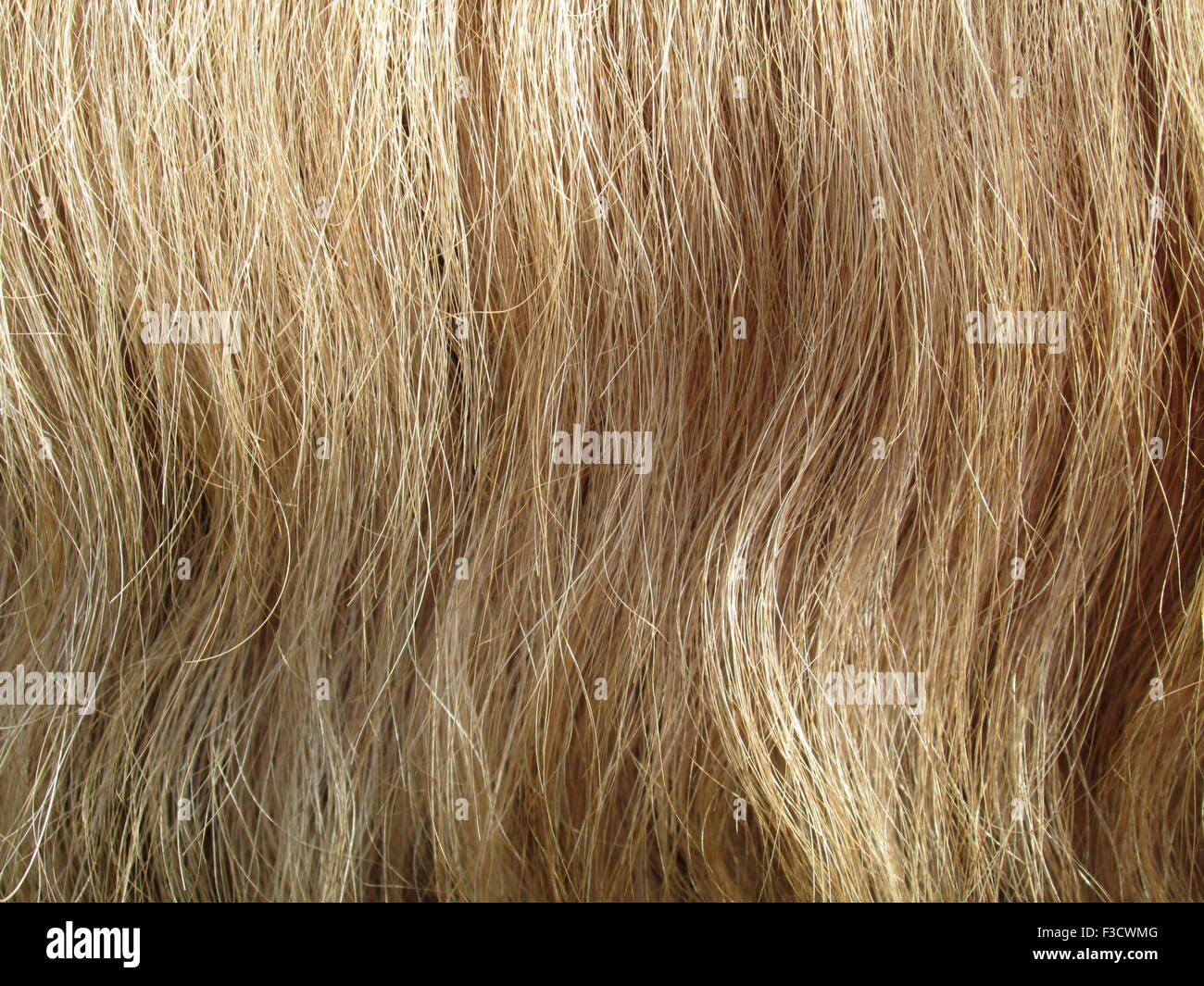 Close up of horse hair for background Stock Photo