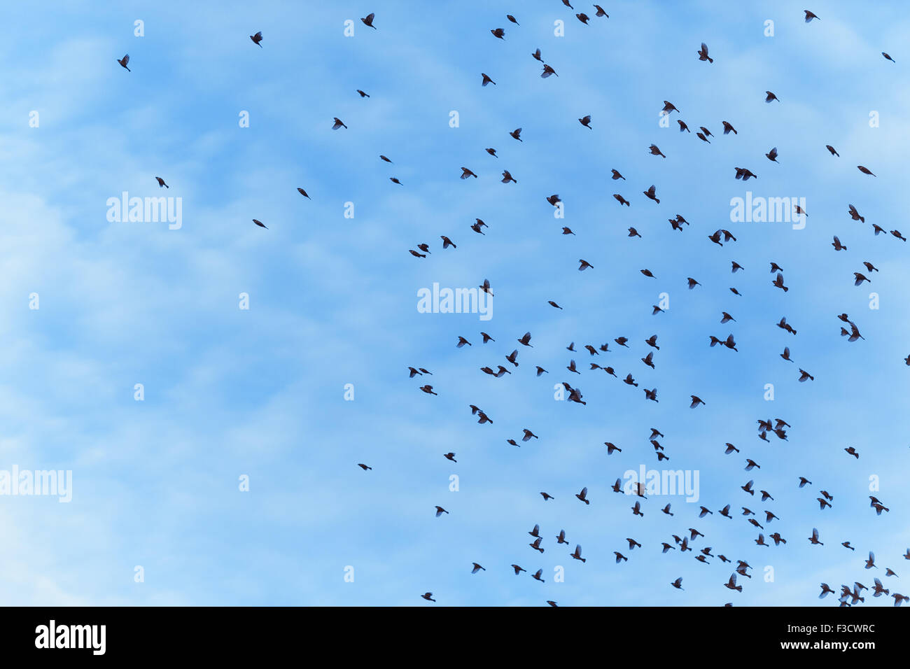 a large flock of birds is flying Stock Photo - Alamy