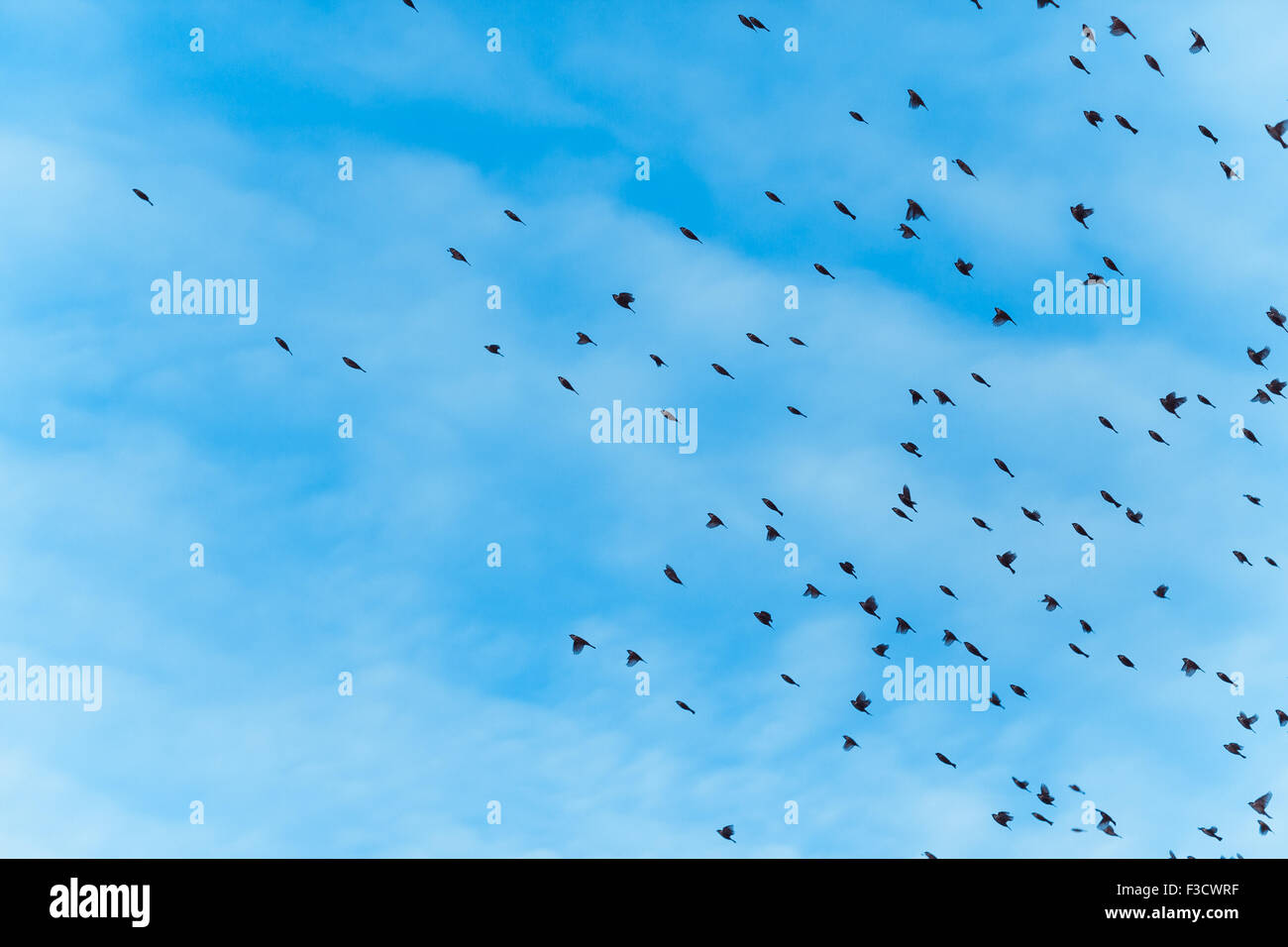 a large flock of birds is flying Stock Photo - Alamy