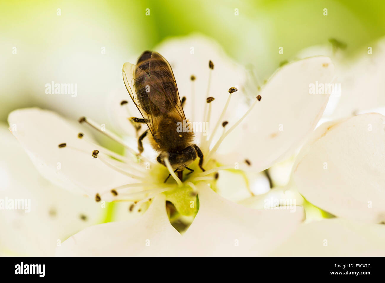 bee Stock Photo