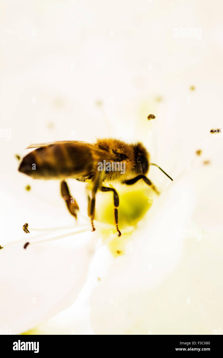 bee Stock Photo