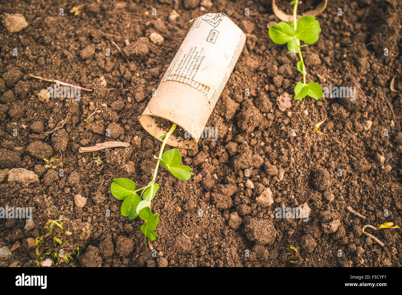 plant pot made out of toilet roll Stock Photo Alamy