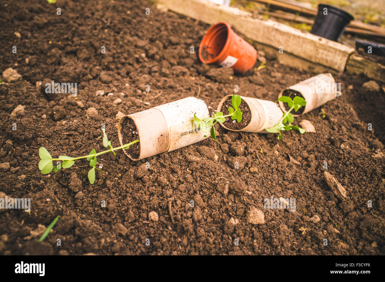 Toilet Roll Plant Pot High Resolution Stock Photography and Images Alamy
