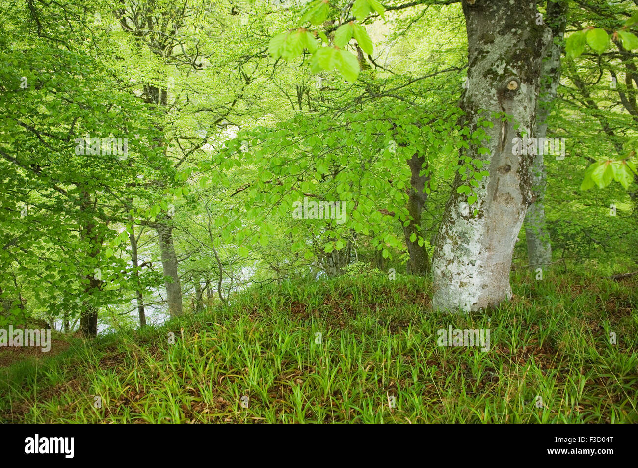 Woodland beside the River Findhorn near Logie Steading, Moray, Scotland. Stock Photo
