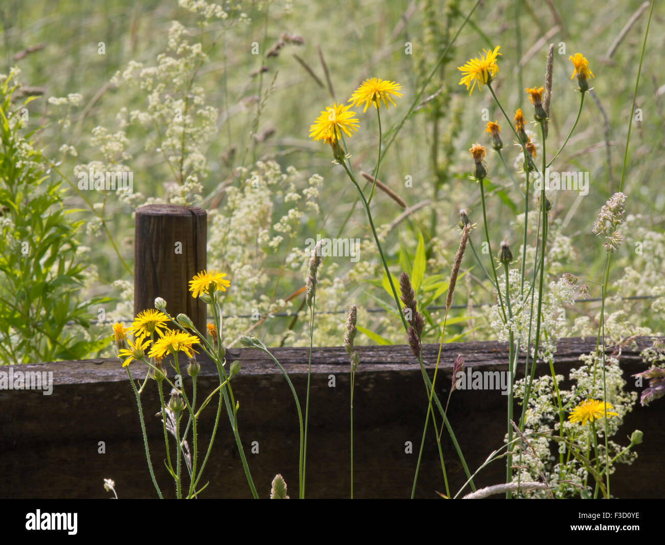 Impressions of summer, romantic and idyllic meadow with yellow and white flowers, looking over a brown wooden fence Stock Photo