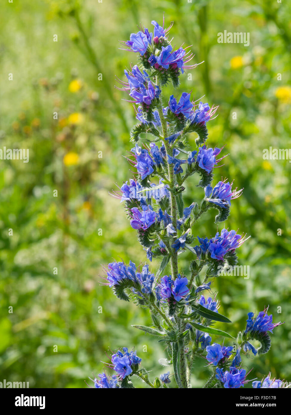 Echium vulgare , Viper's Bugloss or Blueweed, imposing and bright blue roadside wildflower here a closeup in Oslo Norway Stock Photo
