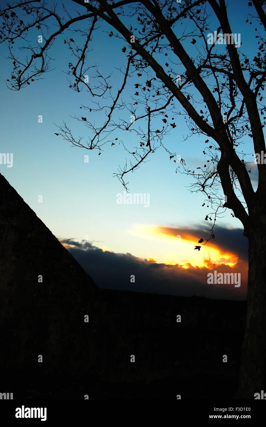 Black tree silhouette sunset hi-res stock photography and images - Alamy