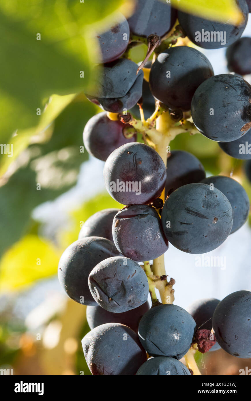 Overripe dark blue wine grapes on the vine on bright sunlight closeup