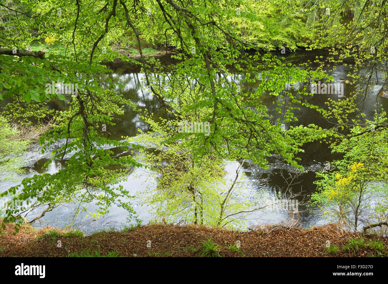 The River Findhorn in spring near Logie Steading, Moray, Scotland. Stock Photo