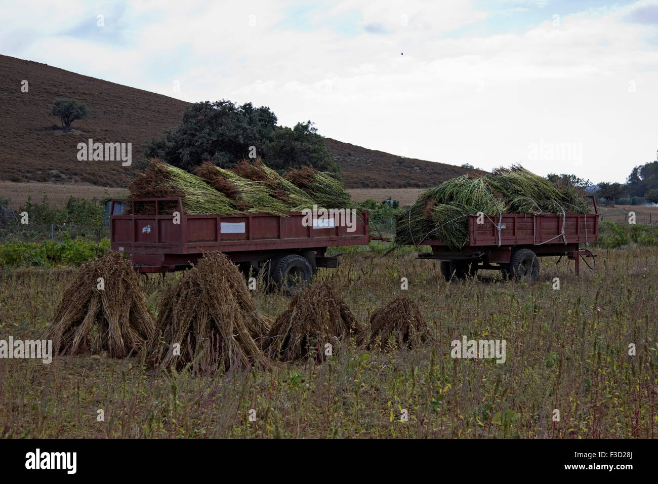 Sesame seedpods plants loaded on coachworks. Limnos or lemnos island, Greece Stock Photo