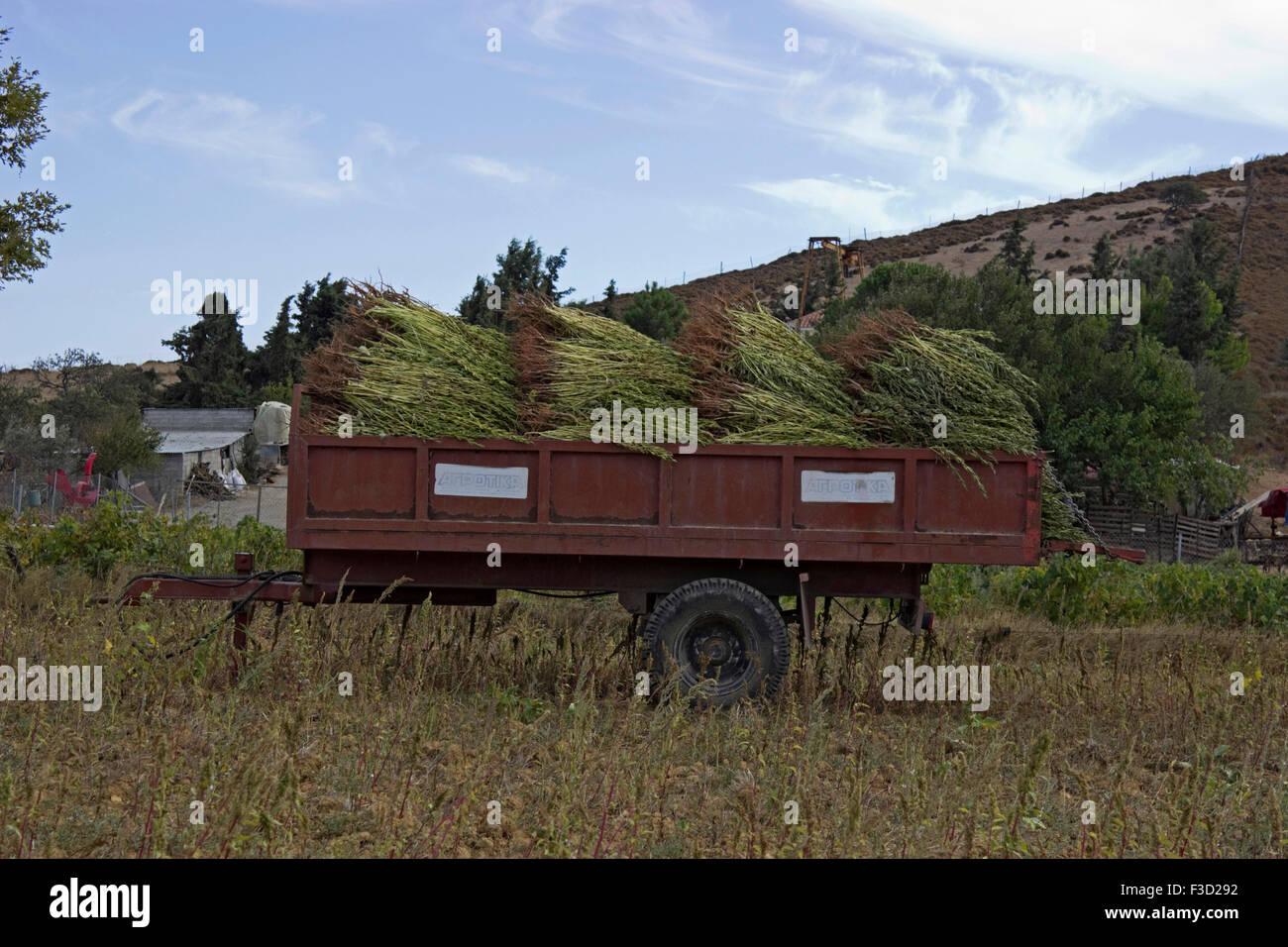 Sesame seedpods plants loaded on a coach-work against blue sky. Limnos or lemnos island, Greece Stock Photo