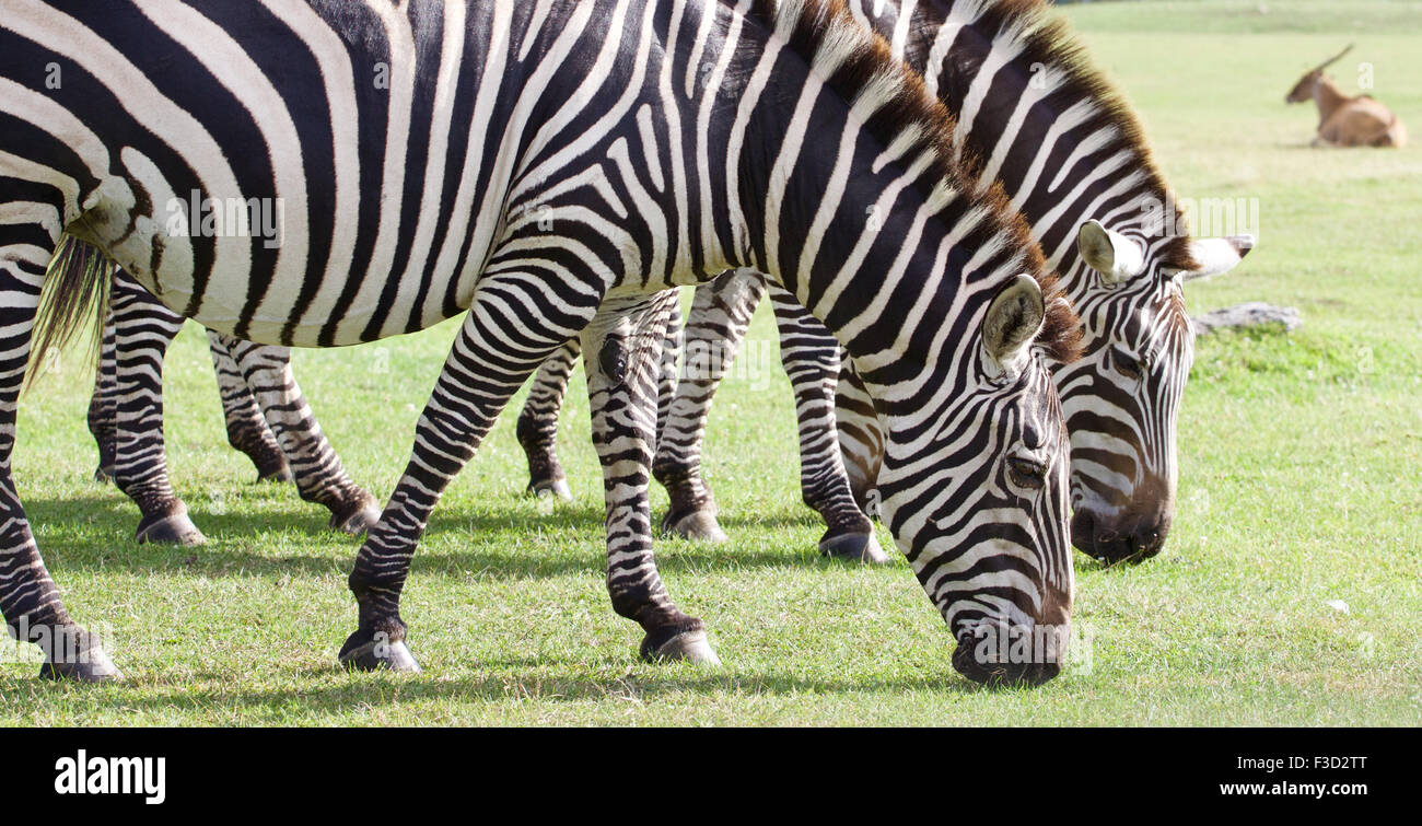 Beautiful background with the zebras on the green field Stock Photo Alamy