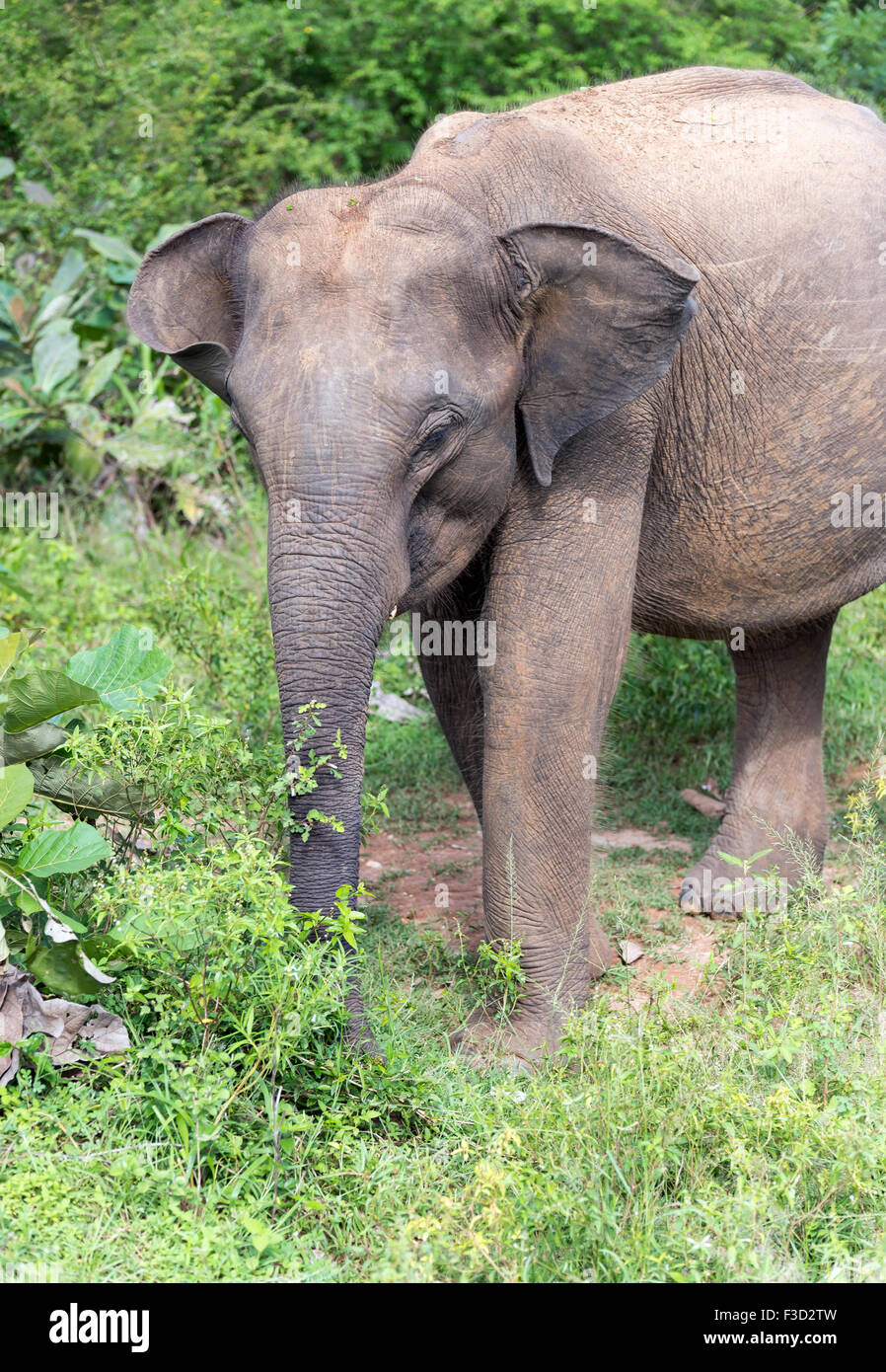 Sri Lankan elephant (Elephas maximus) in the Udawalawe National Park Stock Photo