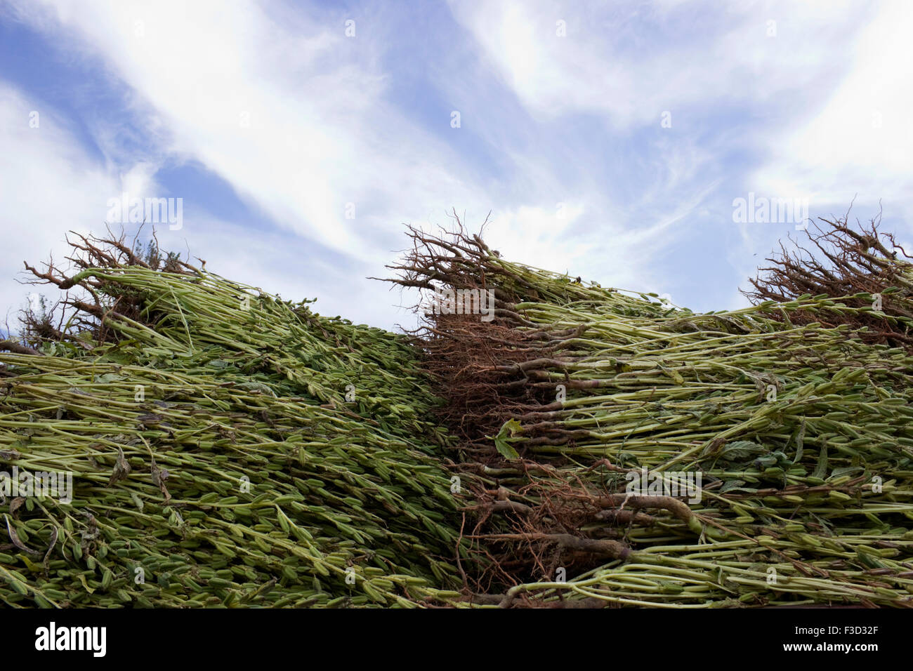 Close-up of  fresh harvest of sesame seedpod plant branchlets and roots against blue sky. Limnos, Greece Stock Photo