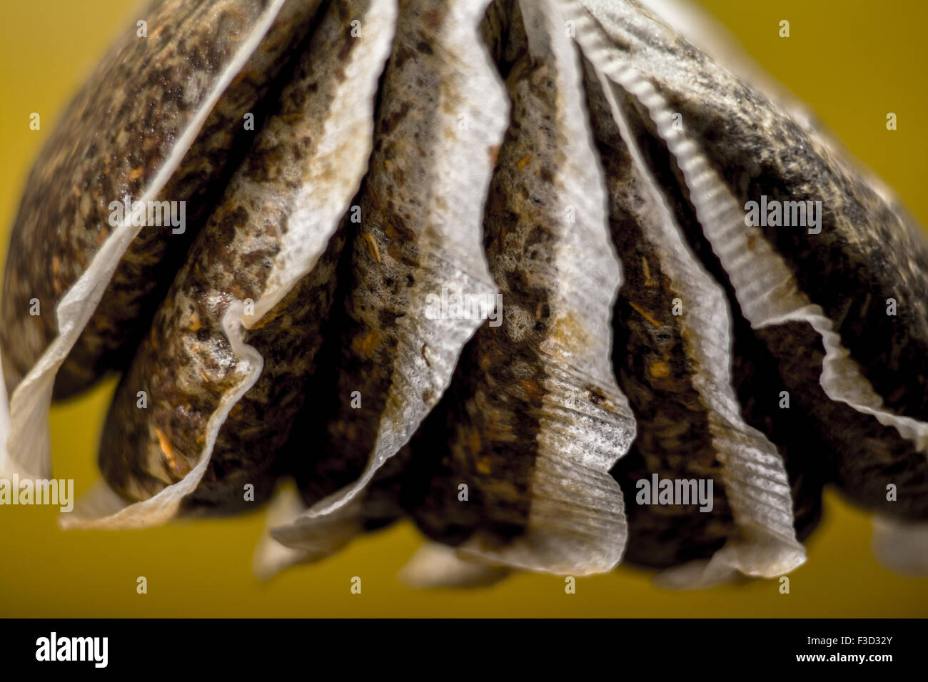 Group of teabags on a mustard background Stock Photo