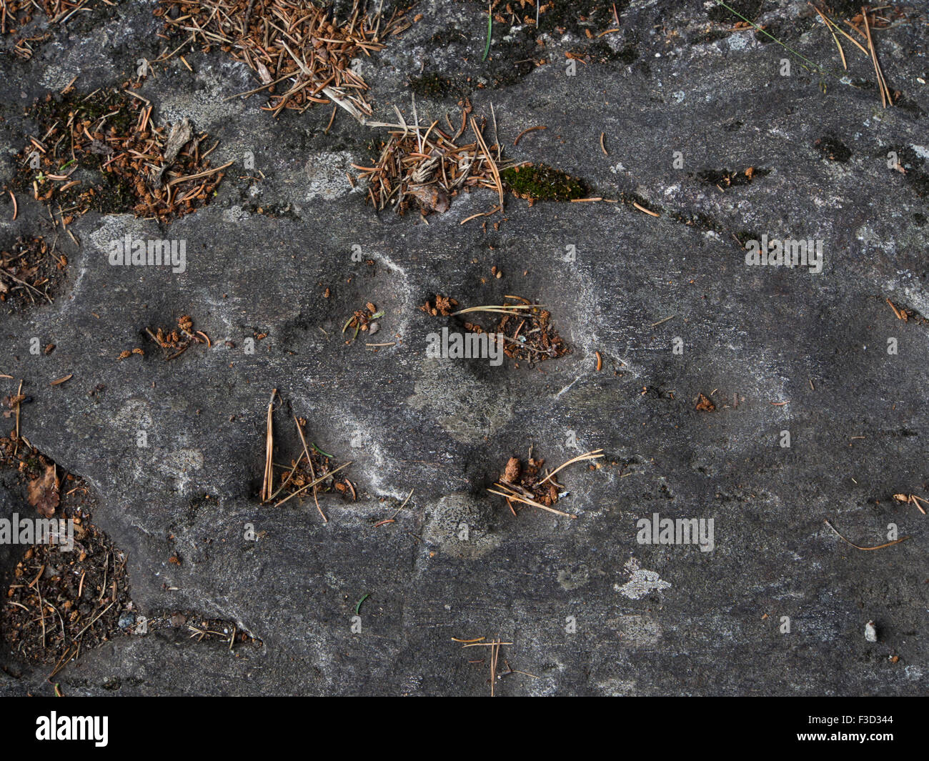 Cup marks, rock carvings, a prehistoric art form in many countries in Europe, here from Ekebergparken Oslo Norway Stock Photo