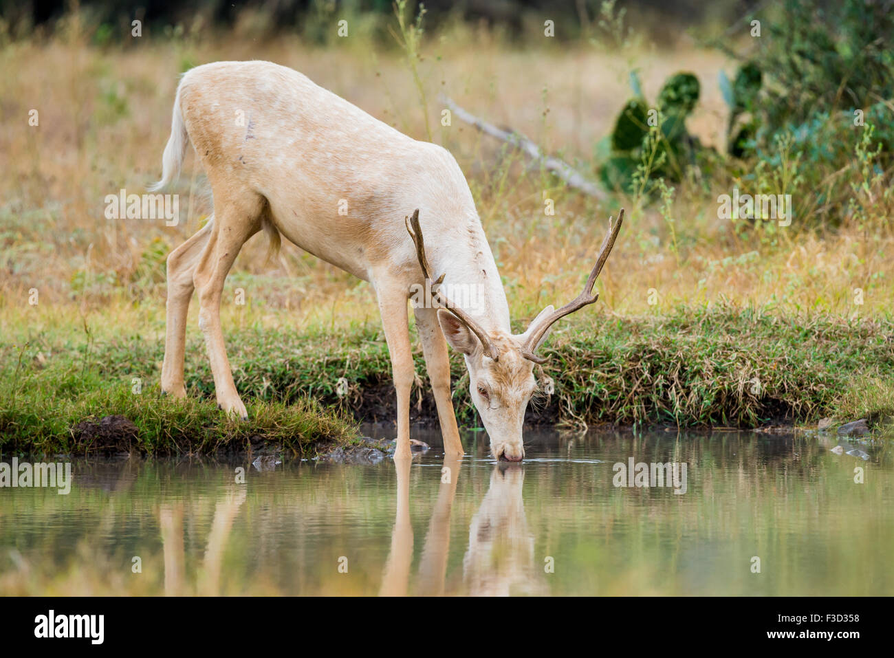 Wild South Texas white fallow deer buck drinking Stock Photo Alamy