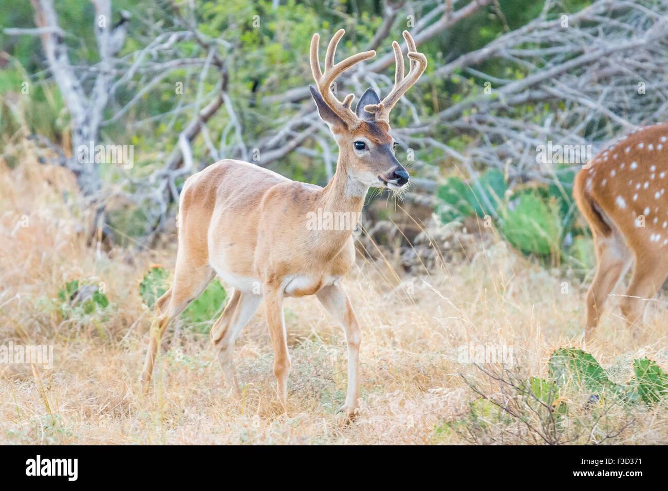 South texas whitetail buck deer hires stock photography and images Alamy