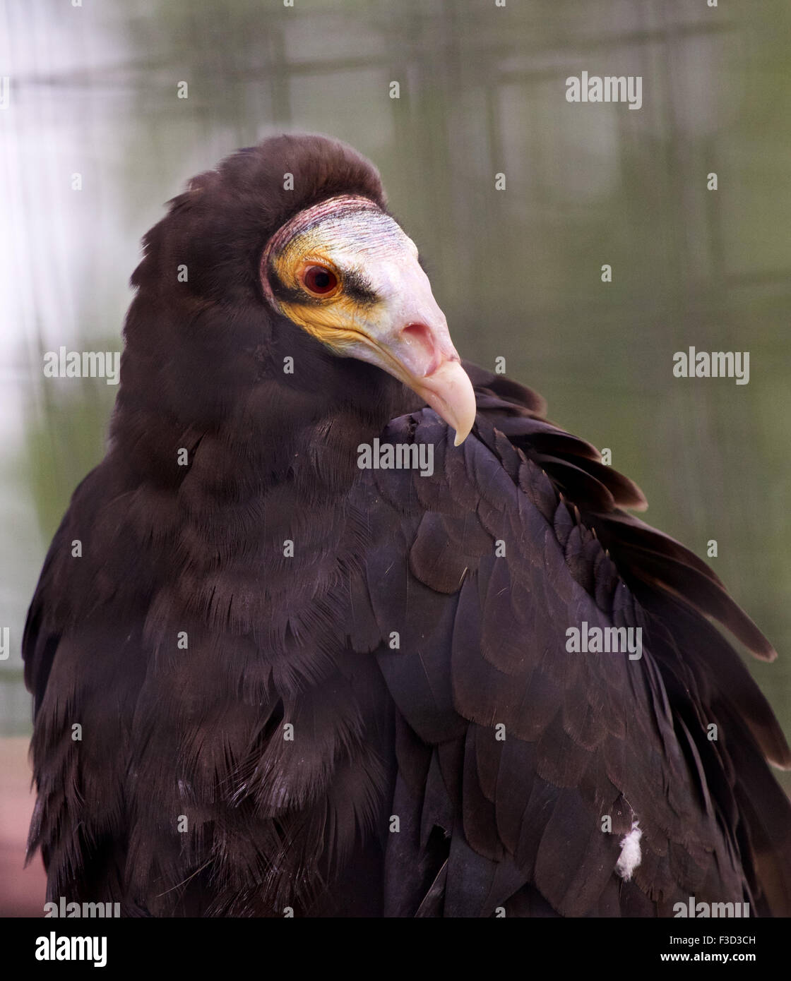 Beautiful closeup of a turkey vulture Stock Photo Alamy