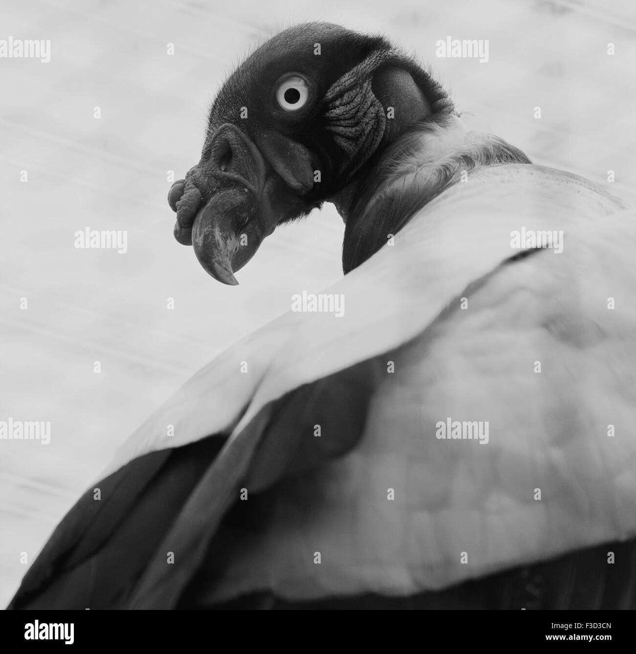 Beautiful black and white close-up of the king vulture bird Stock Photo