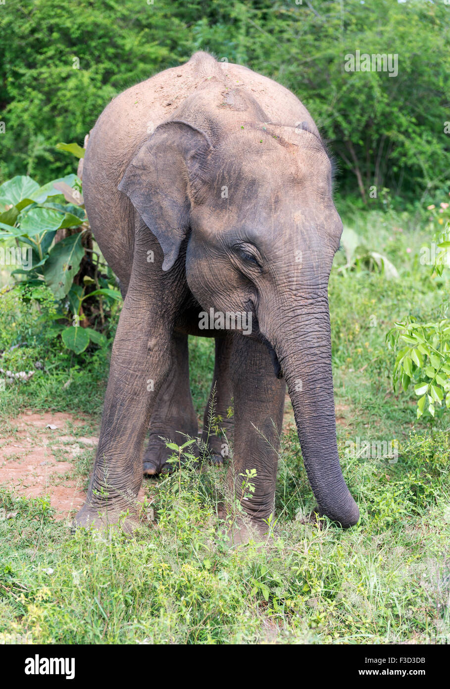 Elephant in the Udawalawe National Park, Sri Lanka Stock Photo