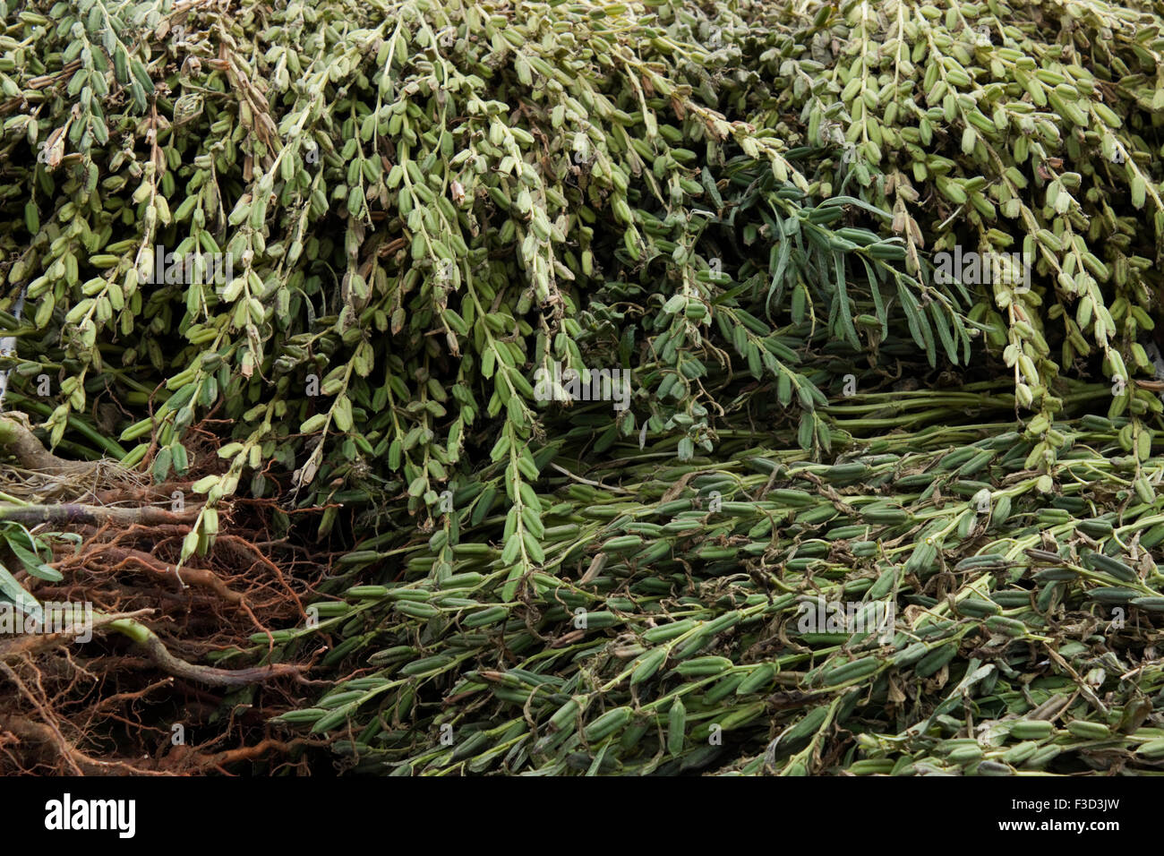 Fresh harvest of raw sesame seedpod plant branchlets and roots. Limnos, Greece Stock Photo